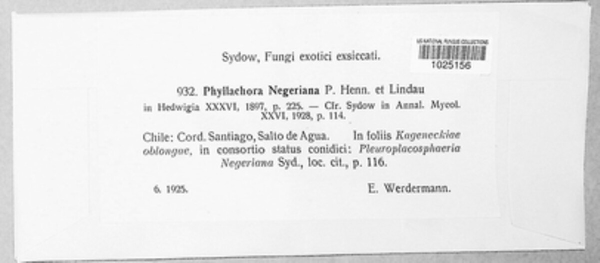 Phyllachora negeriana image